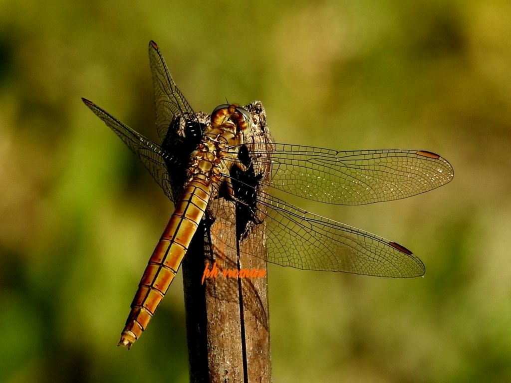 Sympetrum fonscolombii? - No, Orthetrum brunneum, femmina